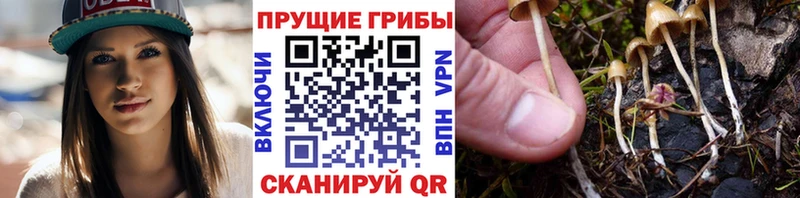 купить   Елец  Галлюциногенные грибы прущие грибы 